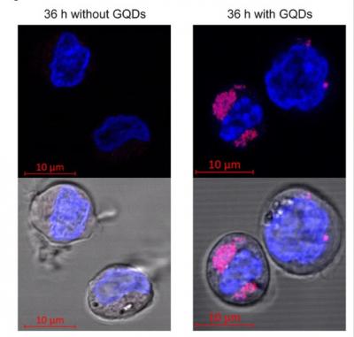 German researchers study the biological risk potential of graphene quantum dots