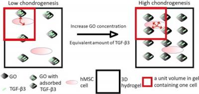 Graphene oxide to help regenerate cartilage