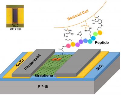 Graphene-based platform could  selectively identify deadly strains of bacteria