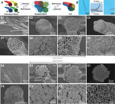 Researchers demonstrate reversible fusion and fission of graphene oxide–based fibers