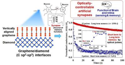 Graphene-diamond junctions could assist in the realization of neuromorphic optical computers simulating human visual memory systems